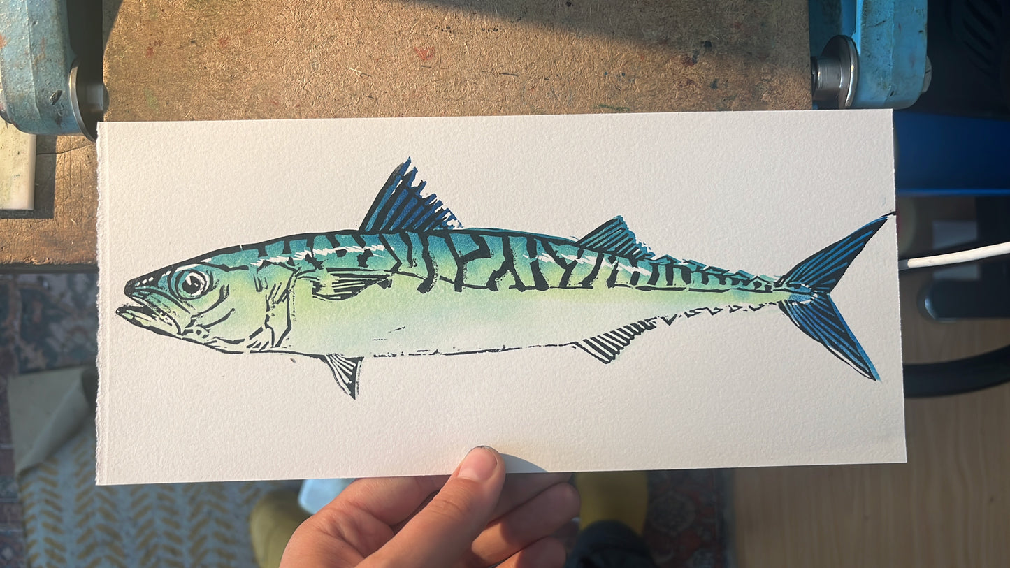 Mackerel