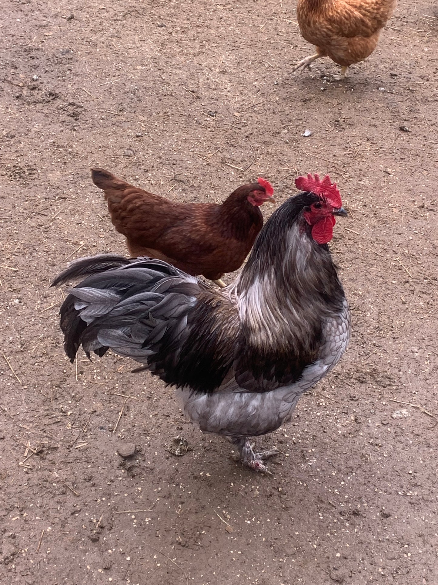 Jules' Rooster