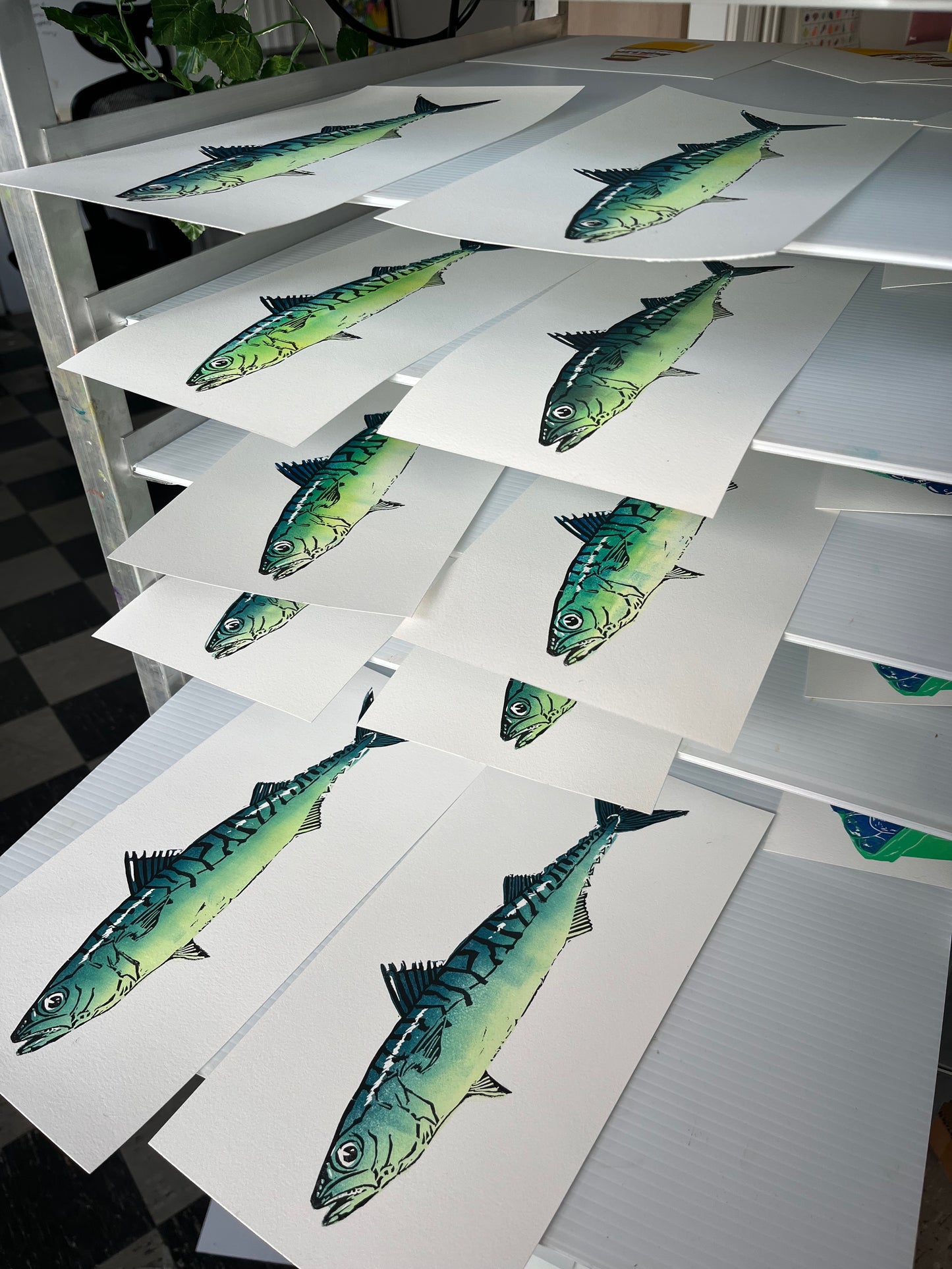 Mackerel