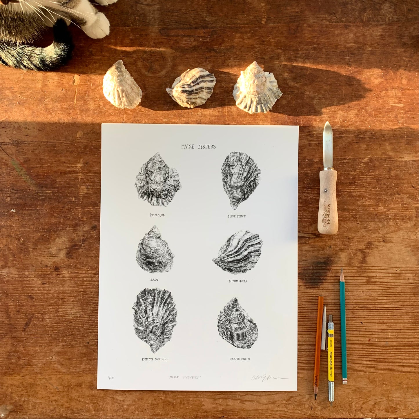 Maine Oysters