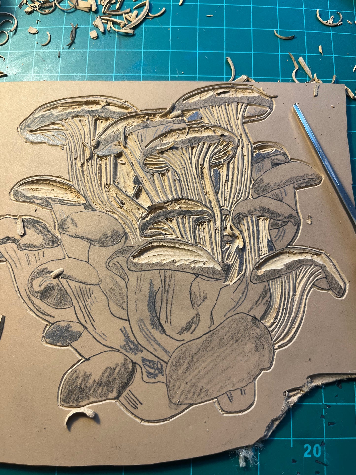 Oyster Mushrooms