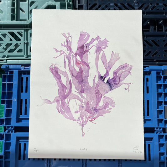 Kelp