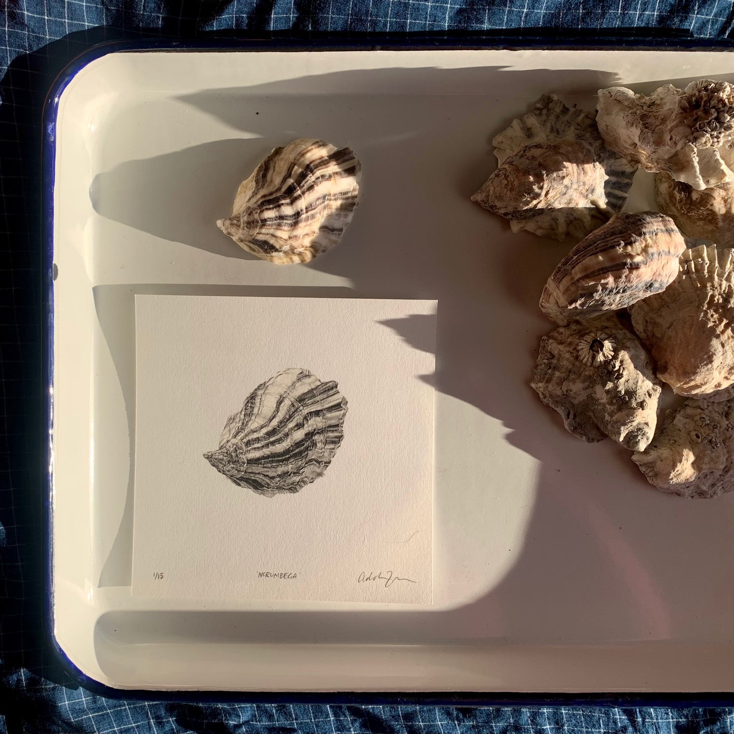 Addison's Norumbega Oyster Print